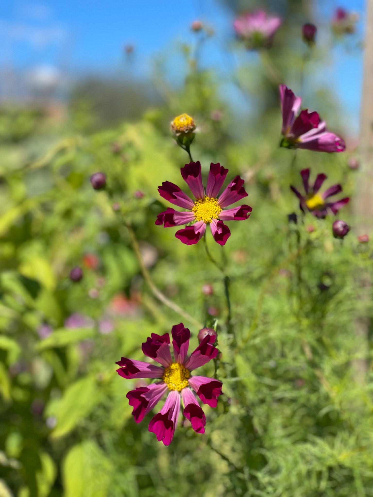 Bright pink flowers in the garden