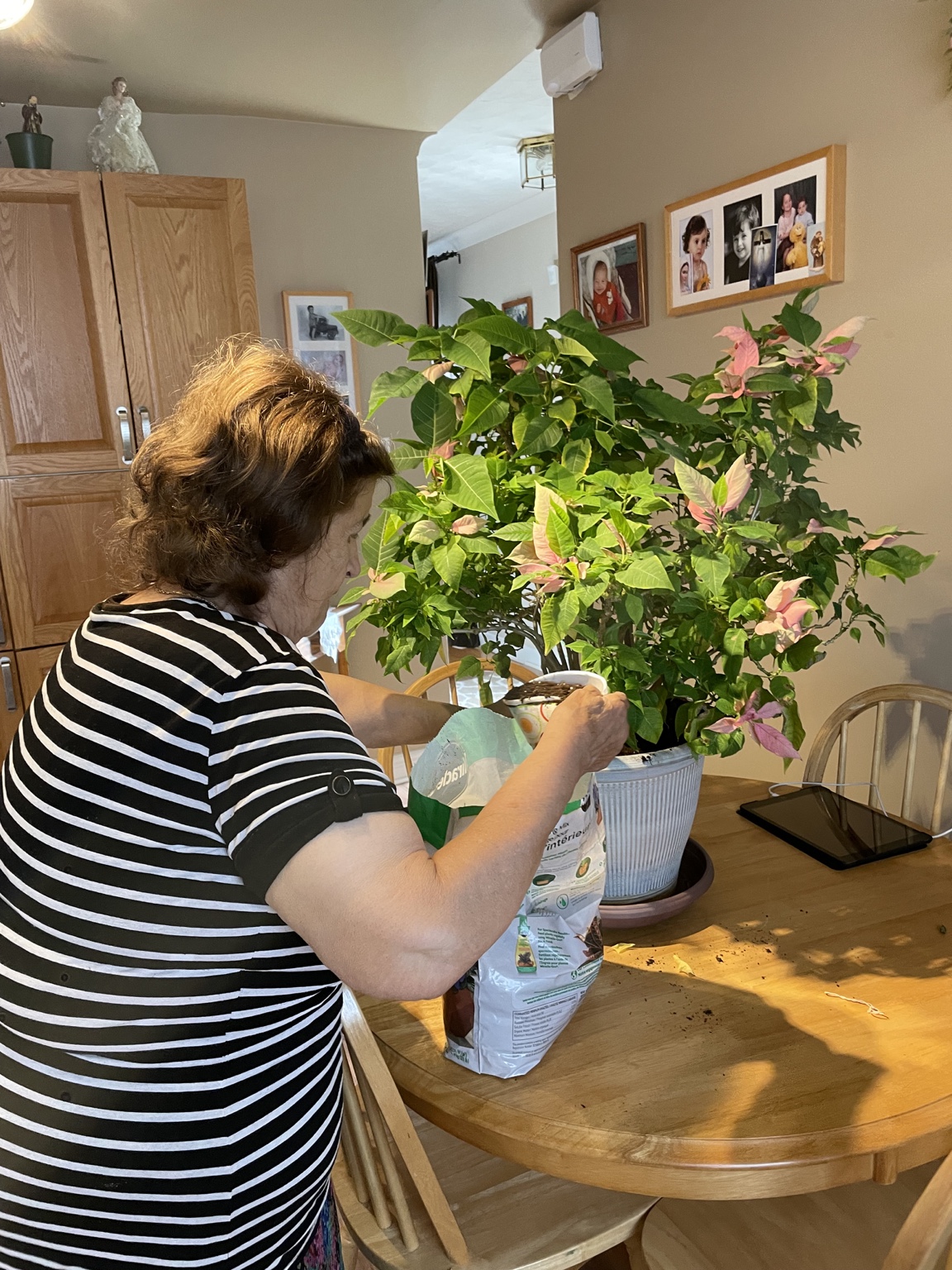 Rosa repotting a poinsettia at her kitchen table