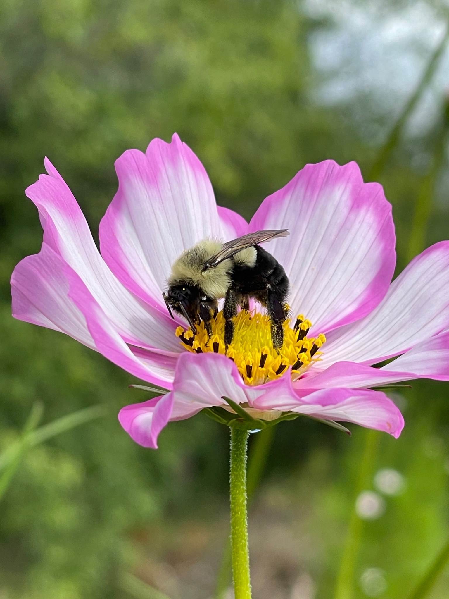 A bumblebee resting on a pink cosmos flower