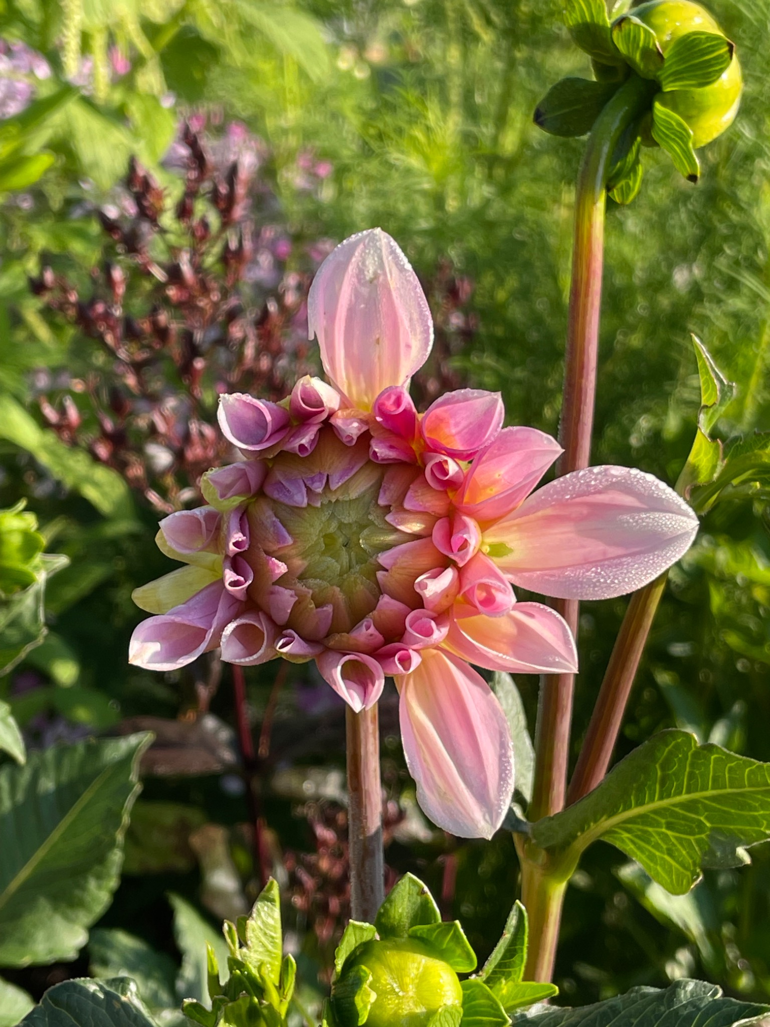 A pink dahlia beginning to open in Christine's garden